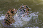 2 Amur tiger