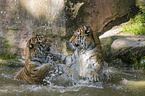 2 Amur tiger