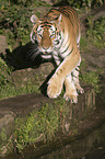 Amur tiger