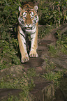 Amur tiger