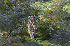 Amur tiger