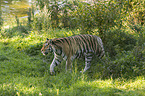 Amur tiger