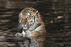 Amur tiger