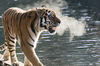 Amur tiger