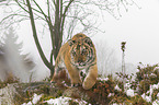 young Amur tiger