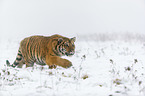 young Amur tiger