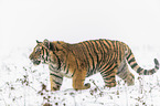 young Amur tiger