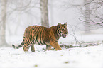 young Amur tiger