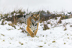 young Amur tiger