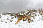 young Amur tiger