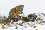 young Amur tiger