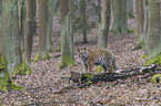 young Amur tiger