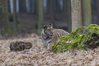 young Amur tiger