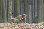 young Amur tiger