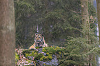 young Amur tiger