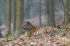 young Amur tiger