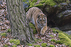 young Amur tiger