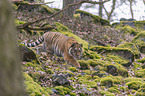 young Amur tiger