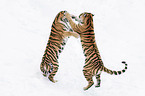 fighting Siberian Tiger