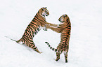fighting Siberian Tiger