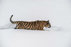 walking Siberian Tiger