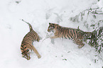 fighting Siberian Tiger