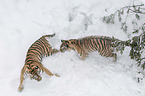 fighting Siberian Tiger