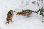 fighting Siberian Tiger