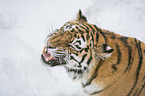 Siberian Tiger portrait