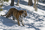 standing Siberian Tiger