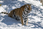 sitting Siberian Tiger