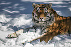 lying Siberian Tiger
