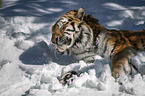 lying Siberian Tiger