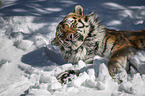 lying Siberian Tiger