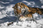 lying Siberian Tiger