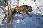 walking Siberian Tiger