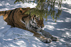 lying Siberian Tiger