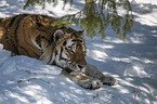 lying Siberian Tiger