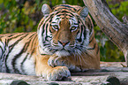 Amur tiger