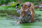 Amur tiger