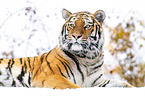 Amur tiger