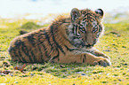 young Siberian Tiger