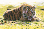 young Siberian Tiger