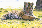 young Siberian Tiger