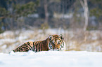 Siberian tiger lies in the snow