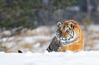 Siberian tiger walks through the snow
