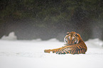 Siberian tiger lies in the snow