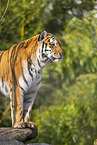 Amur Tiger