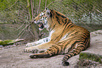 Amur Tiger