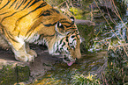 Amur Tiger